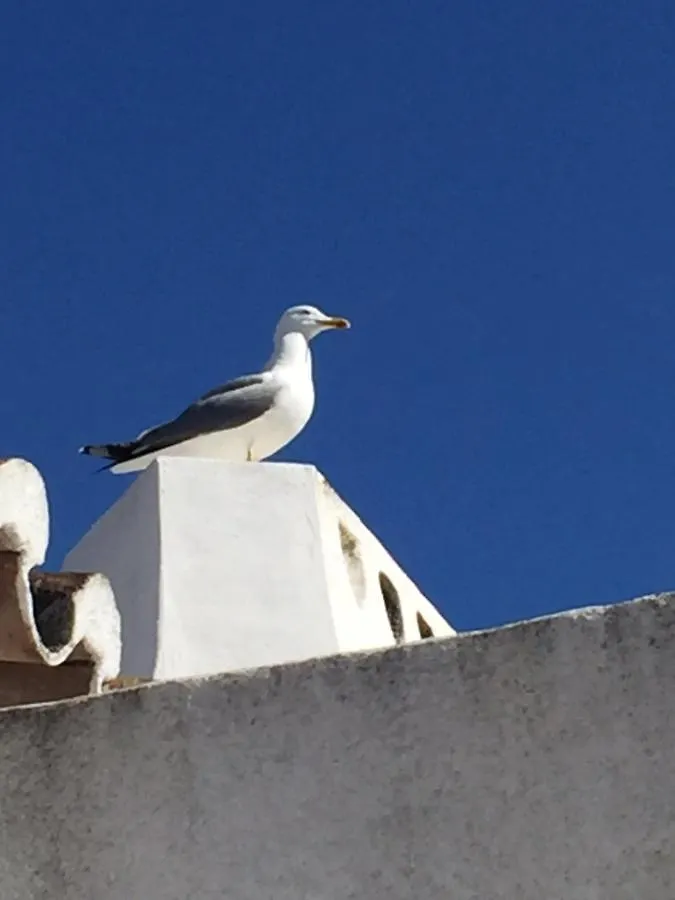 Oliver Albufeira